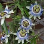 Witte en gemêleerde Passiebloem stekken. div maten, Tuin en Terras, Planten | Tuinplanten, Ophalen, Volle zon, Vaste plant, Klimplanten