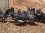 Te koop jonge barnevelder hanen dubbel gezoomd, Dieren en Toebehoren, Pluimvee, Mannelijk, Kip