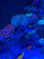 Lederkoralen., Dieren en Toebehoren, Vis