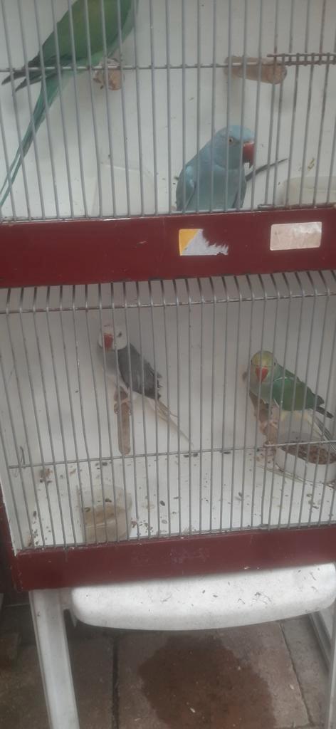 Div kweek koppels en losse halsband parkieten, Dieren en Toebehoren, Vogels | Parkieten en Papegaaien, Parkiet, Meerdere dieren