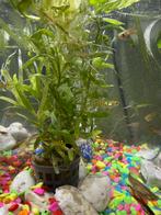 Baby guppy’s gratis wat op te halen, Vis