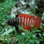 Dario tigris Myanmar / Black Tiger Dwergbaars man + vrouw, Dieren en Toebehoren, Vissen | Aquariumvissen, Vis, Zoetwatervis