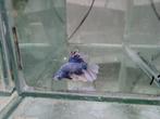 Betta splendens super delta kempvis man, Vis, Zoetwatervis