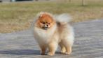 Pomeranian dekrue pomeriaan dekrue 16cm, Dieren en Toebehoren, Honden | Poolhonden, Keeshonden en Oertypen, Rabiës (hondsdolheid)