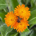 Zaden oranje havikskruid (Pilosella aurantiaca), Ophalen of Verzenden, Voorjaar, Volle zon, Zaad