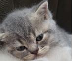 cats, Dieren en Toebehoren, Katten en Kittens | Raskatten | Korthaar, Poes