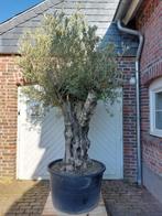 PAASAANBIEDING: OLIJFBOMEN, PALMEN & MEDITERRANE BOMEN, In pot, Halfschaduw, Ophalen of Verzenden, Lente