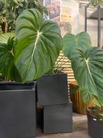 Grote Philodendron met indrukwekkende bladeren, Ophalen, Overige soorten, Volle zon