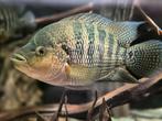 Hybride Zeer Agressief Ruim 25cm., Dieren en Toebehoren, Vissen | Aquariumvissen, Vis, Zoetwatervis