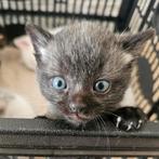 4 kittens nog 1 over, Dieren en Toebehoren, Katten en Kittens | Overige Katten, Meerdere dieren