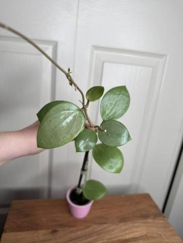 Hoya verticillata silver heart beschikbaar voor biedingen