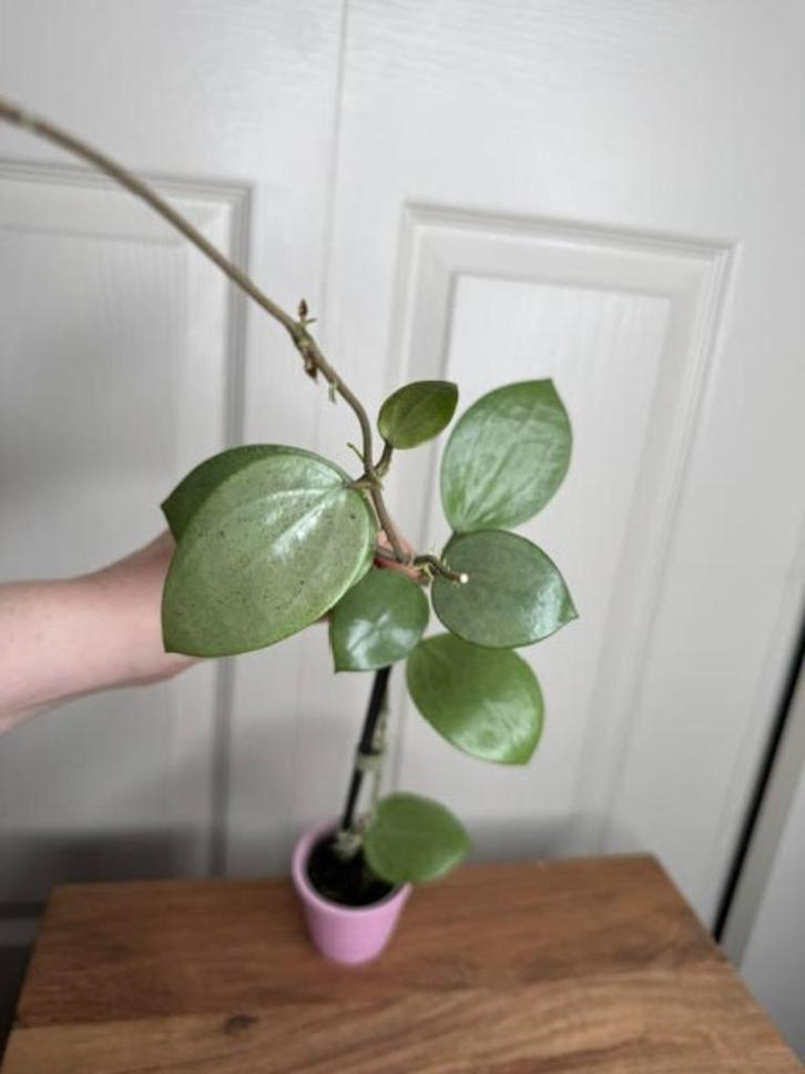 Hoya verticillata silver heart, Huis en Inrichting, Kamerplanten, Overige soorten, Minder dan 100 cm, Halfschaduw, Ophalen of Verzenden