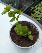 Munt plantje / Keukenkruid 🌿..1+1 gratis, Tuin en Terras, Ophalen, Zomer, Kruiden, Volle zon