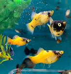 Bumble Bee Platy’s L uit eigen Nakweek, Dieren en Toebehoren, Vissen | Aquariumvissen, Zoetwatervis, Schoolvis, Vis