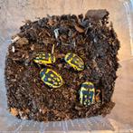 Pachnoda Fissipunctum rozenkever, Dieren en Toebehoren, Insecten en Spinnen, Overige soorten