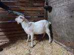 Witte bok, Dieren en Toebehoren, Schapen, Geiten en Varkens, Mannelijk, Geit