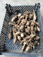 Aardperen, Tuin en Terras, Ophalen, Najaar, Knol