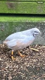 Chinese dwergkwartel haantje natuurbroed, Mannelijk, Tropenvogel, Geringd