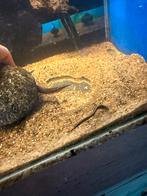 Astacembelus Erythrotaenia - vuural 8-12cm, Vis, Zoetwatervis