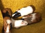 Cavia’s, Dieren en Toebehoren, Knaagdieren, Cavia, Meerdere dieren, Tam, Oktober