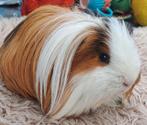 Prachtige lieve driekleur sheltie cavia, Februari, Mannelijk, Cavia