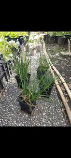 Pennisetum Carex Bloedgras Molinia, Tuin en Terras, Planten | Tuinplanten, Ophalen, Vaste plant, Siergrassen, Halfschaduw