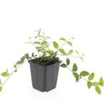 Vinca soorten in p9 pot, Ophalen, Volle zon