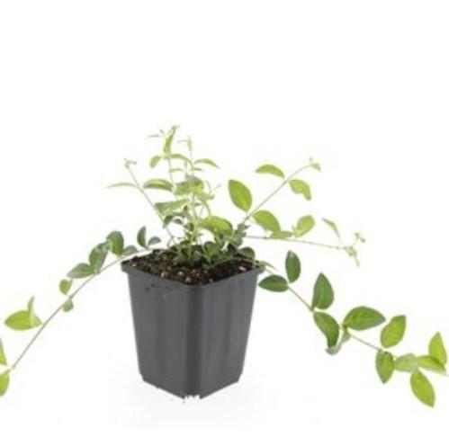 Vinca soorten in p9 pot, Tuin en Terras, Planten | Tuinplanten, Volle zon, Ophalen