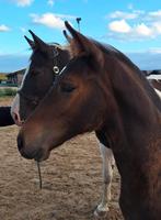 Super mak hengstveulen, Dieren en Toebehoren, Paarden, Hengst, Dressuurpaard, 0 tot 2 jaar