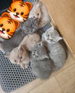 Raszuiver Britse Korhaar kittens (nog 1 beschikbaar), Dieren en Toebehoren, Katten en Kittens | Raskatten | Korthaar, Meerdere dieren