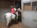 Zeer brave B-pony, Dieren en Toebehoren, Pony's, Merrie, B, Gechipt, 7 tot 10 jaar