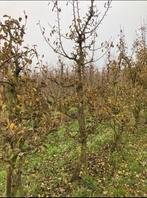 KARAKTERISTIEKE PERENBOMEN, Overige soorten, Lente, 250 tot 400 cm, Ophalen