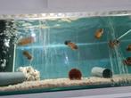 Pauwoog Cichliden, Astronotus Ocellatus, Oscar & Red variant, Vis, Zoetwatervis