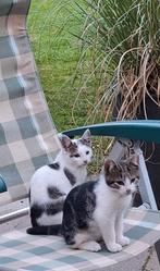Te koop 2 mooie kittens. 1poes en 1 kater