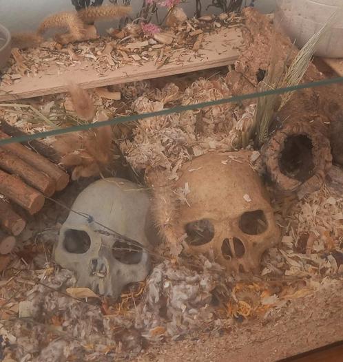 Skulls voor hamster of reptiel terrarium, Dieren en Toebehoren, Knaagdieren en Konijnen | Toebehoren, Zo goed als nieuw, Ophalen of Verzenden