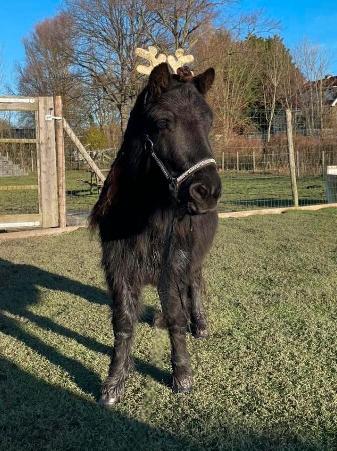 Lieve Shetlander, zwart , rustig , 97 cm, Dieren en Toebehoren, Pony's, Hengst, Niet van toepassing, A pony (tot 1.17m), Recreatiepony
