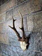 Prachtig Ree Gewei Zes Ender kleine schedelkap mancave d48, Ophalen of Verzenden, Gebruikt, Hert, Gewei of Kop