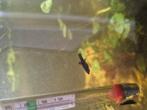 Baby black mollys, Dieren en Toebehoren, Vissen | Aquariumvissen, Vis