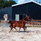 Mooi, stoer tuigpaard merrie veulen Oberon x Larix, Dieren en Toebehoren, Paarden, Merrie, Niet van toepassing, 0 tot 2 jaar, Tuigpaard