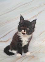 Mainecoon kittens met Stamboom, Dieren en Toebehoren, Meerdere dieren, Gechipt, 0 tot 2 jaar