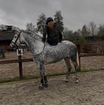 Mega lieve betrouwbare merrie, Dieren en Toebehoren, B, 3 tot 6 jaar, Gechipt, Merrie