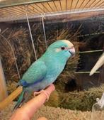 Tam koppel kakariki’s, Dieren en Toebehoren, Vogels | Parkieten en Papegaaien, Meerdere dieren, Parkiet, Pratend