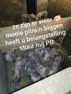 Pitrain biggen varkens, Dieren en Toebehoren, Schapen, Geiten en Varkens, Mannelijk, Schaap