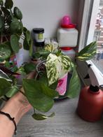 Epipremnum (pothos) makkelijke plant, incl.pot, Huis en Inrichting, Kamerplanten, Groene kamerplant, Ophalen, In pot, Minder dan 100 cm