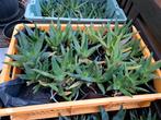 Aloe Vera Planten - 15 euro voor alles !!!, Volle zon, Vaste plant, Bloeit niet, Ophalen