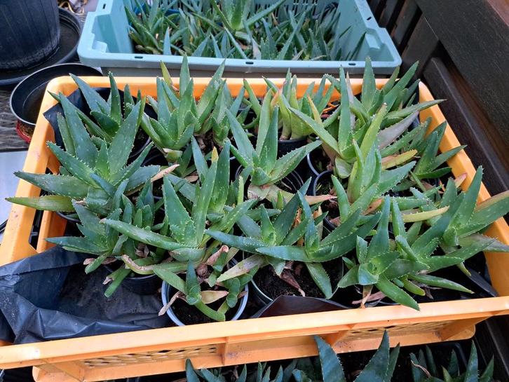 Aloe Vera Planten - 15 euro voor alles !!!, Tuin en Terras, Planten | Tuinplanten, Vaste plant, Overige soorten, Volle zon, Bloeit niet