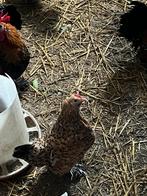 Broedeieren sabelpoot, Geslacht onbekend, Kip