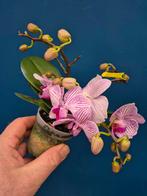 Orchidee Phalaenopsis Multiflora p7, Ophalen of Verzenden, Halfschaduw, Minder dan 100 cm