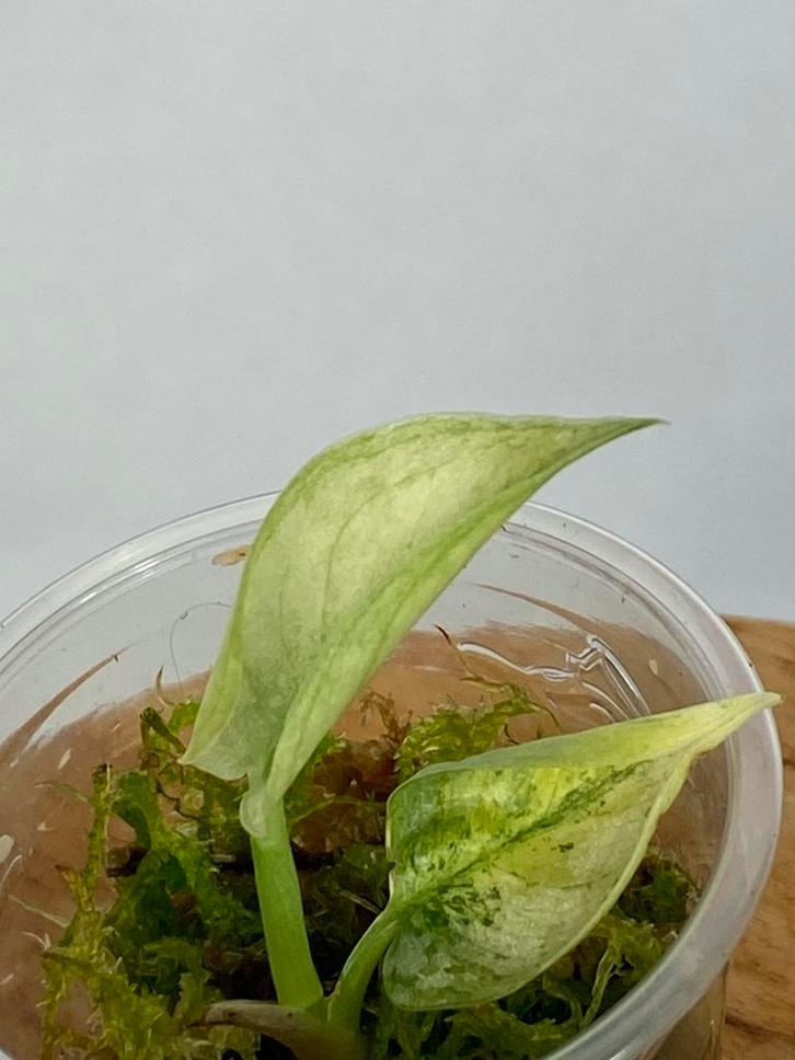 Scindapsus Mayari Variegata #3, Huis en Inrichting, Kamerplanten, Minder dan 100 cm, Halfschaduw, Ophalen of Verzenden