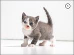 Schattige poesjes (nog 3 van de 6 beschikbaar), Dieren en Toebehoren, Katten en Kittens | Raskatten | Korthaar, Meerdere dieren